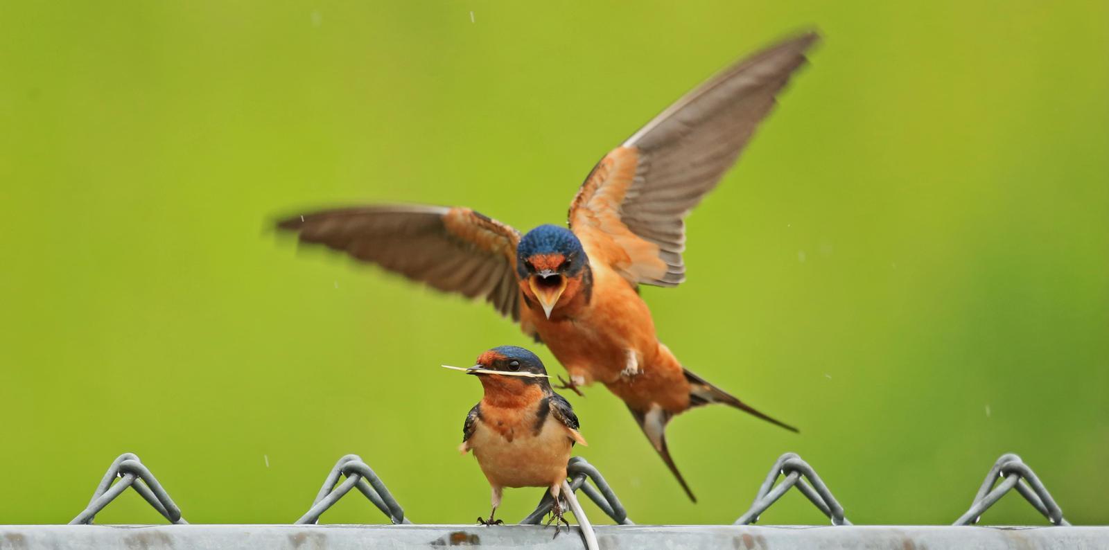 Barn Swallow Photo by Jim  Murray