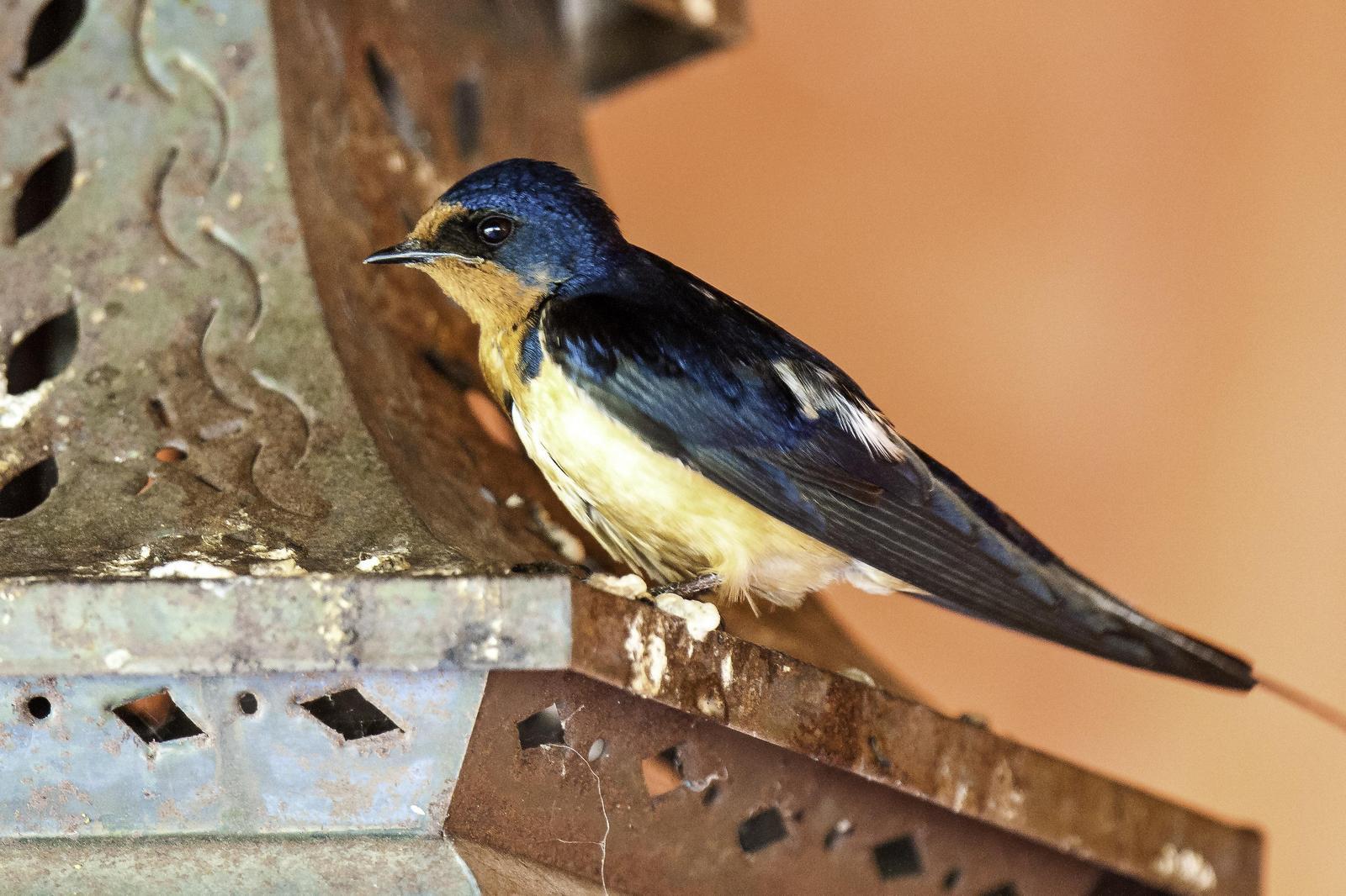 Barn Swallow Photo by Mason Rose