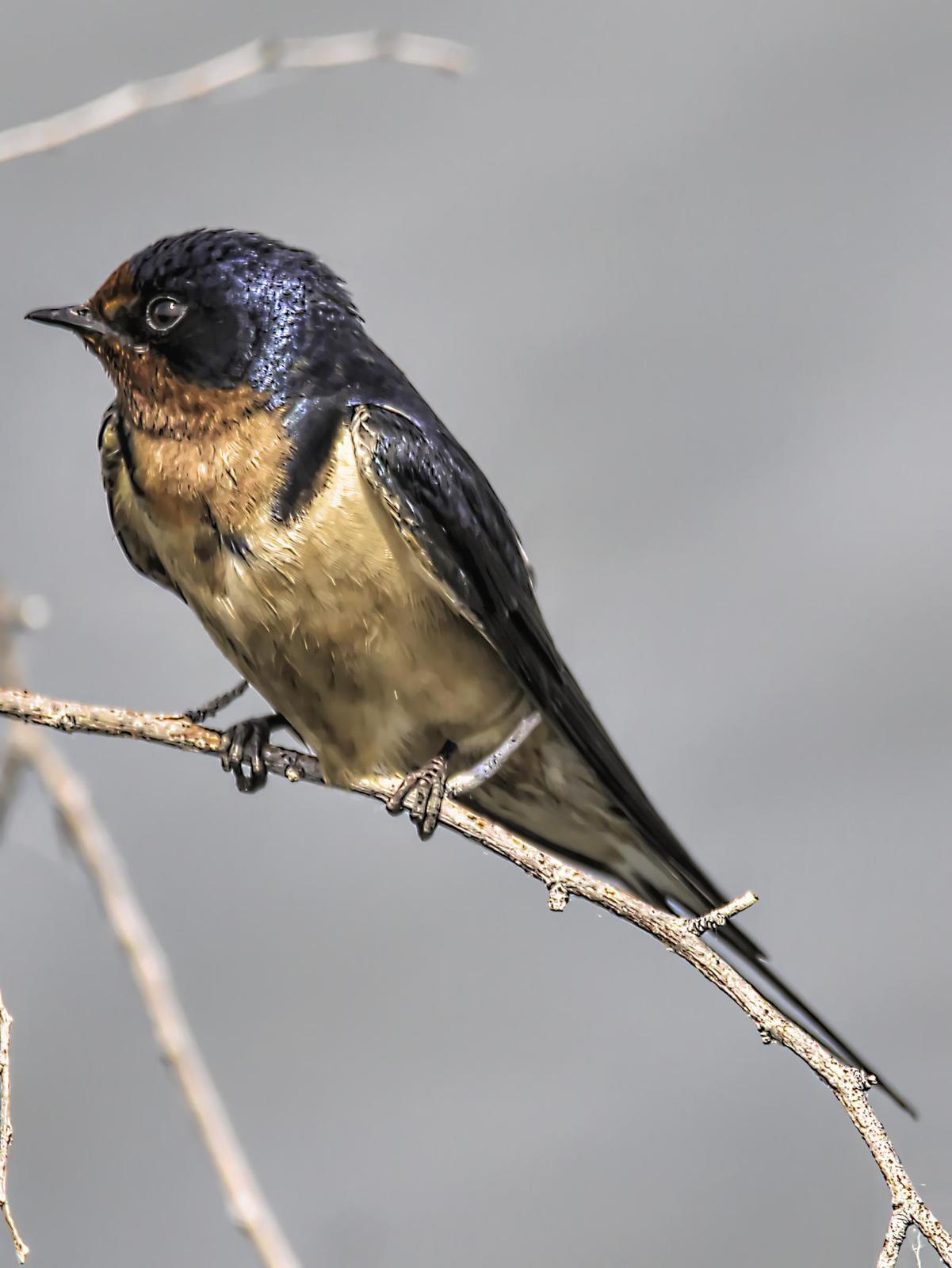 Barn Swallow Photo by Dan Tallman