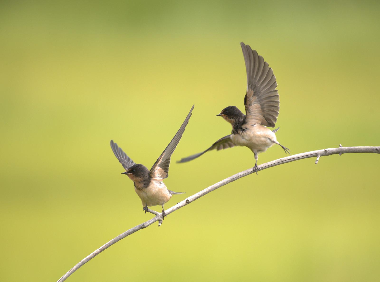 Barn Swallow Photo by Jackie Connelly-Fornuff