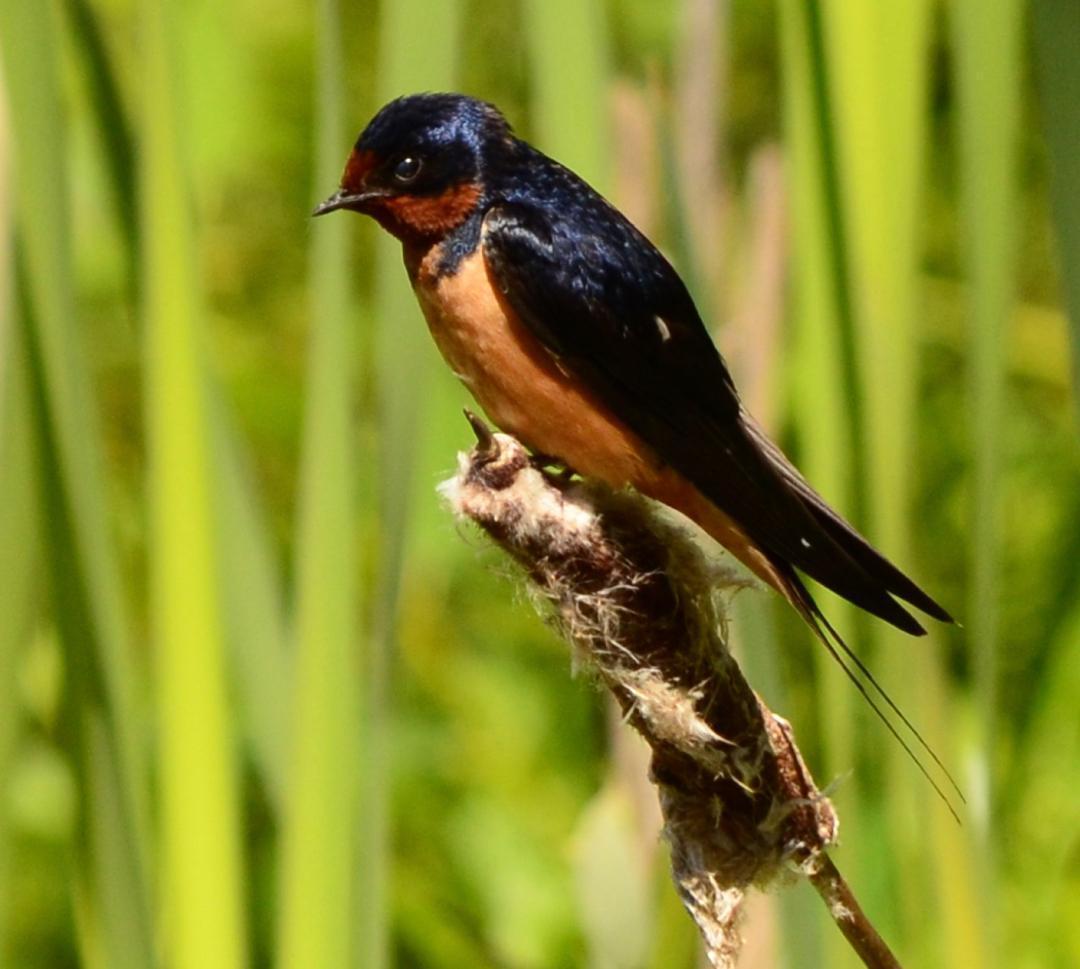 Barn Swallow Photo by Kelly Lenihan