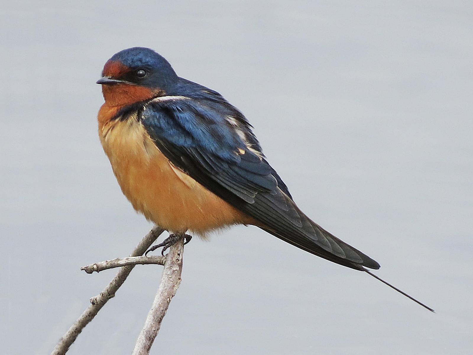 Barn Swallow Photo by Bob Neugebauer