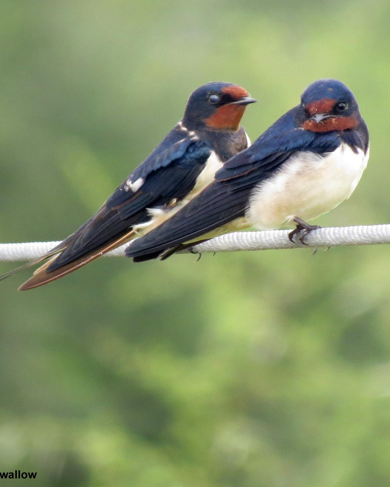 Barn Swallow Photo by Richard  Lowe