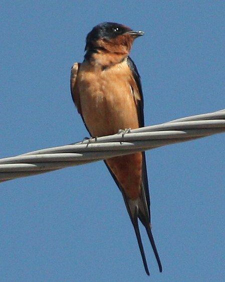 Barn Swallow Photo by Andrew Core
