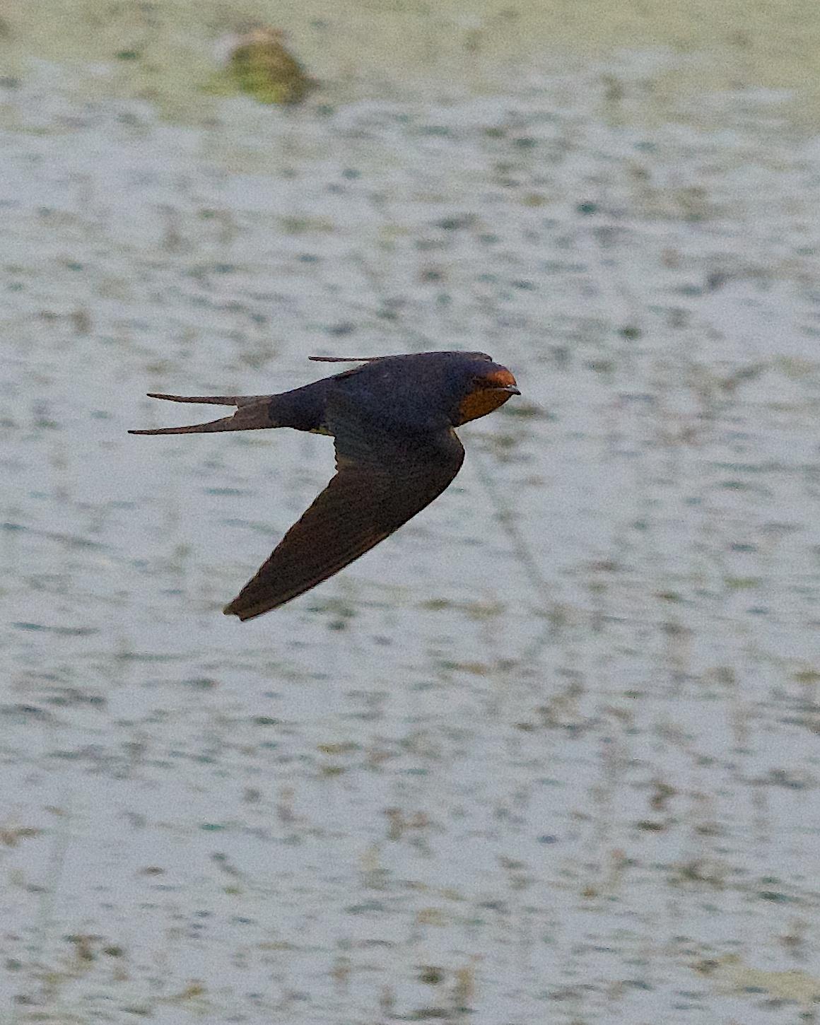 Barn Swallow Photo by Gerald Hoekstra
