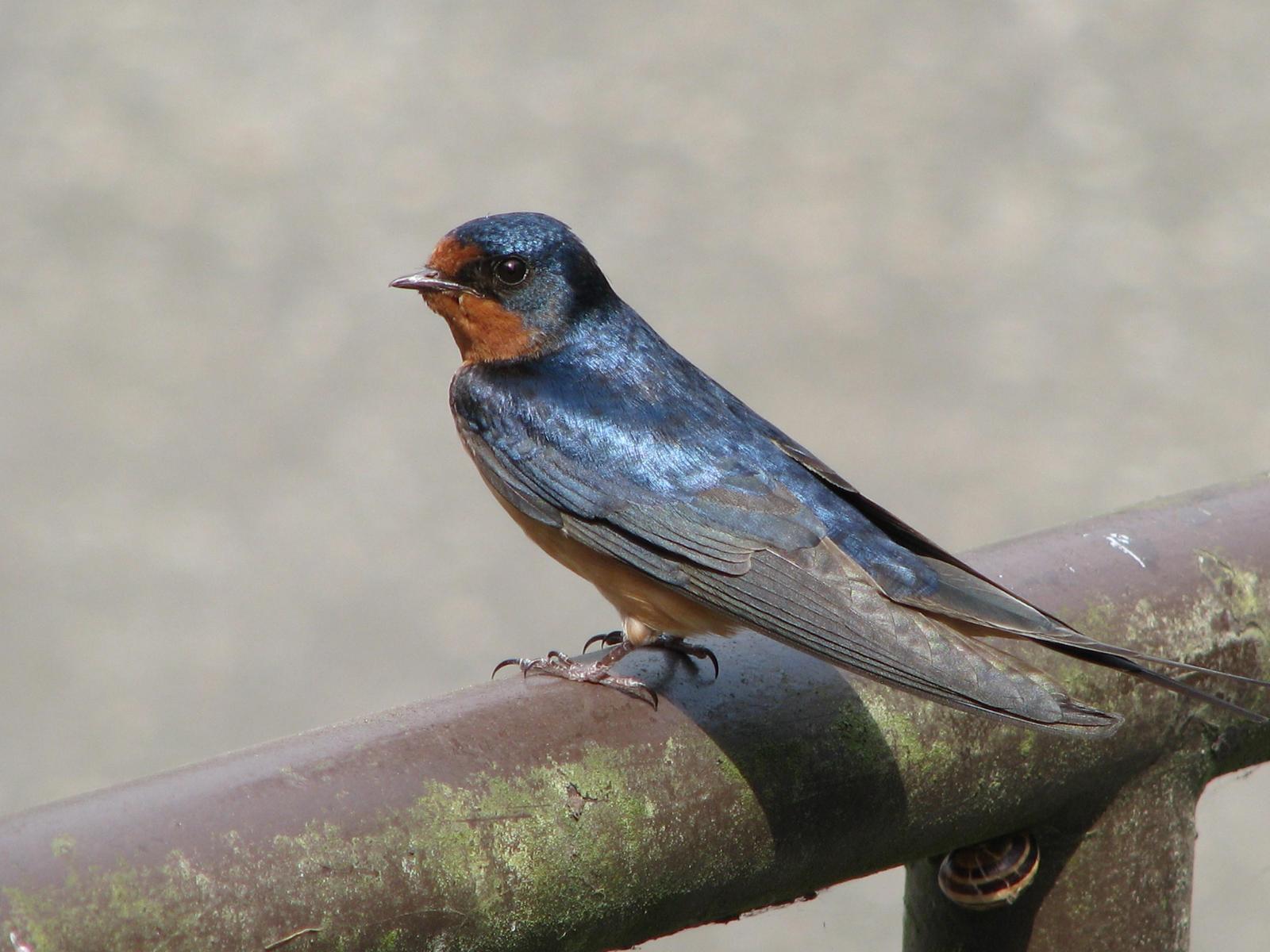 Barn Swallow Photo by Ted Goshulak
