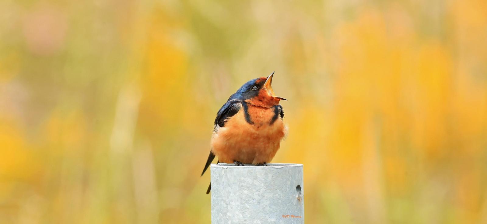 Barn Swallow Photo by Jim  Murray