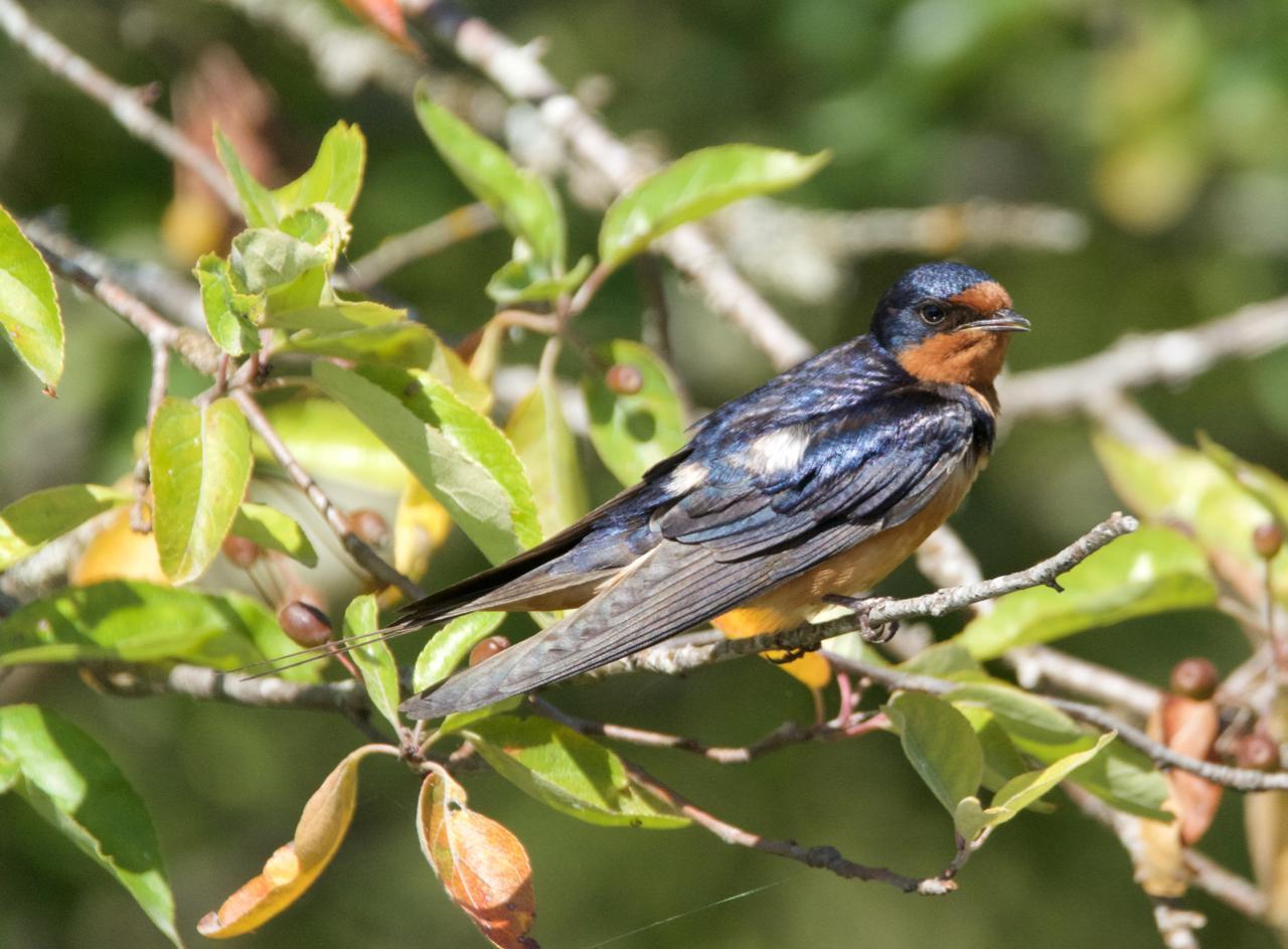 Barn Swallow Photo by Brian Avent