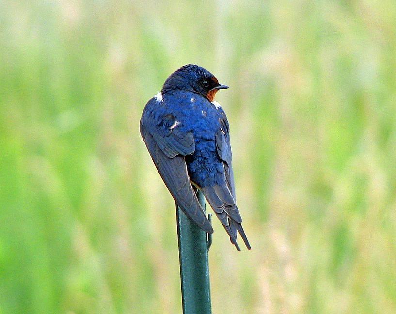 Barn Swallow Photo by Tom Gannon