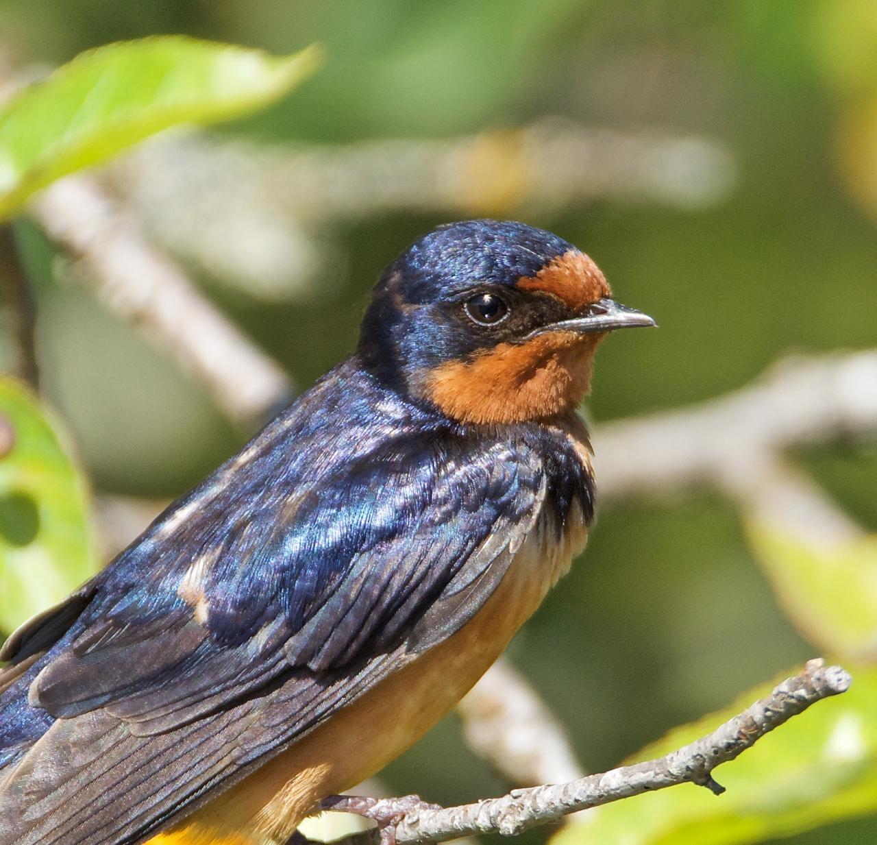 Barn Swallow Photo by Brian Avent