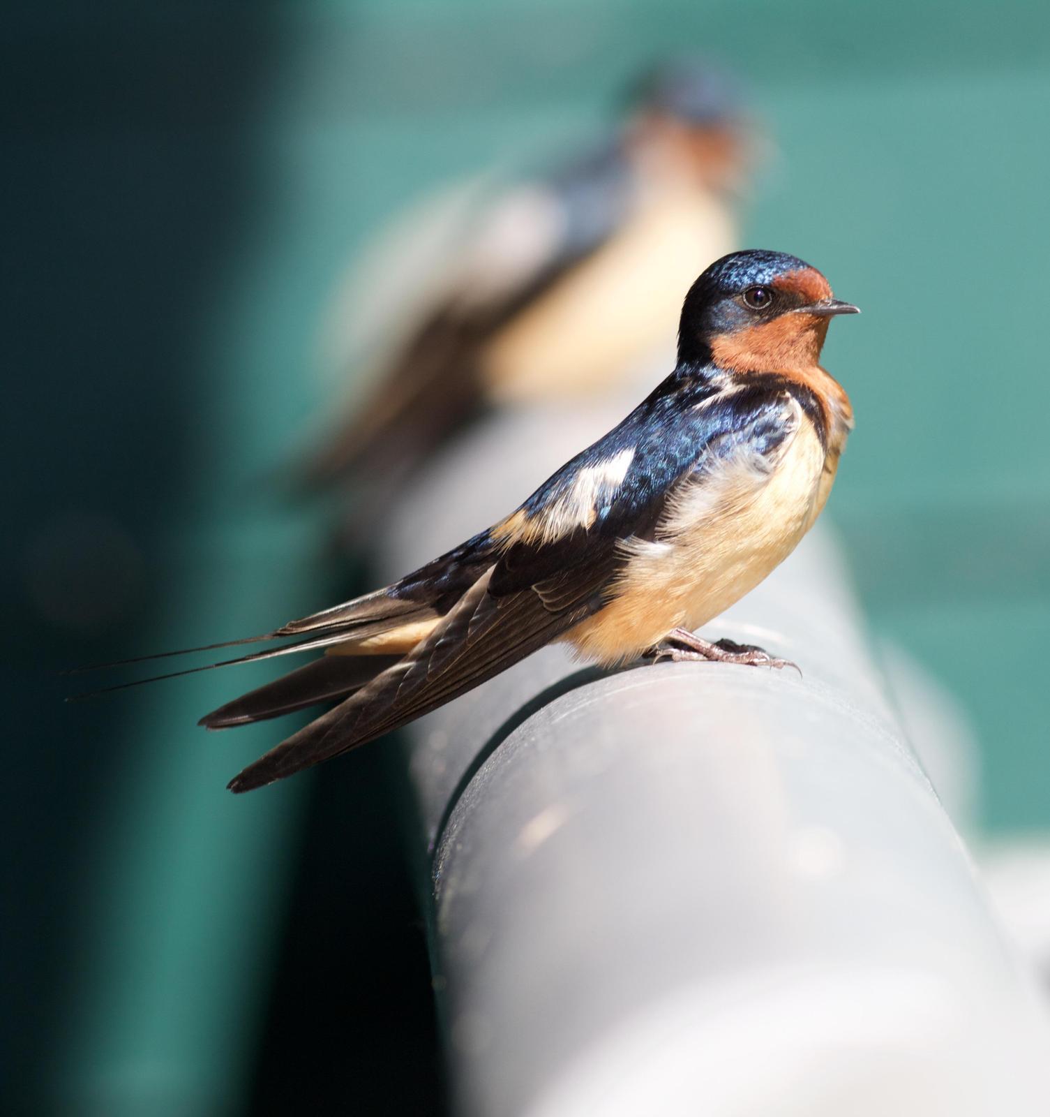 Barn Swallow Photo by Kathryn Keith