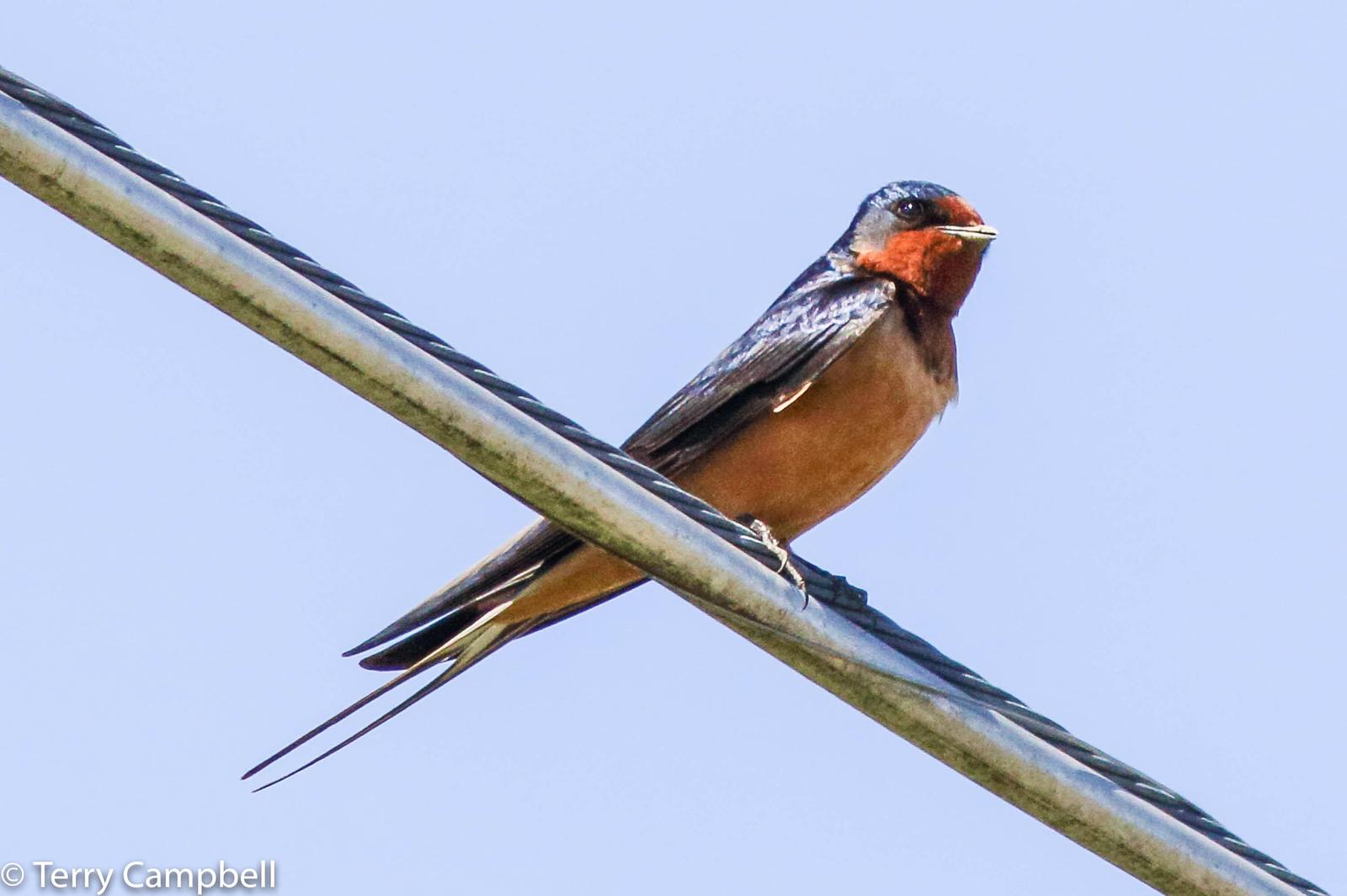 Barn Swallow Photo by Terry Campbell