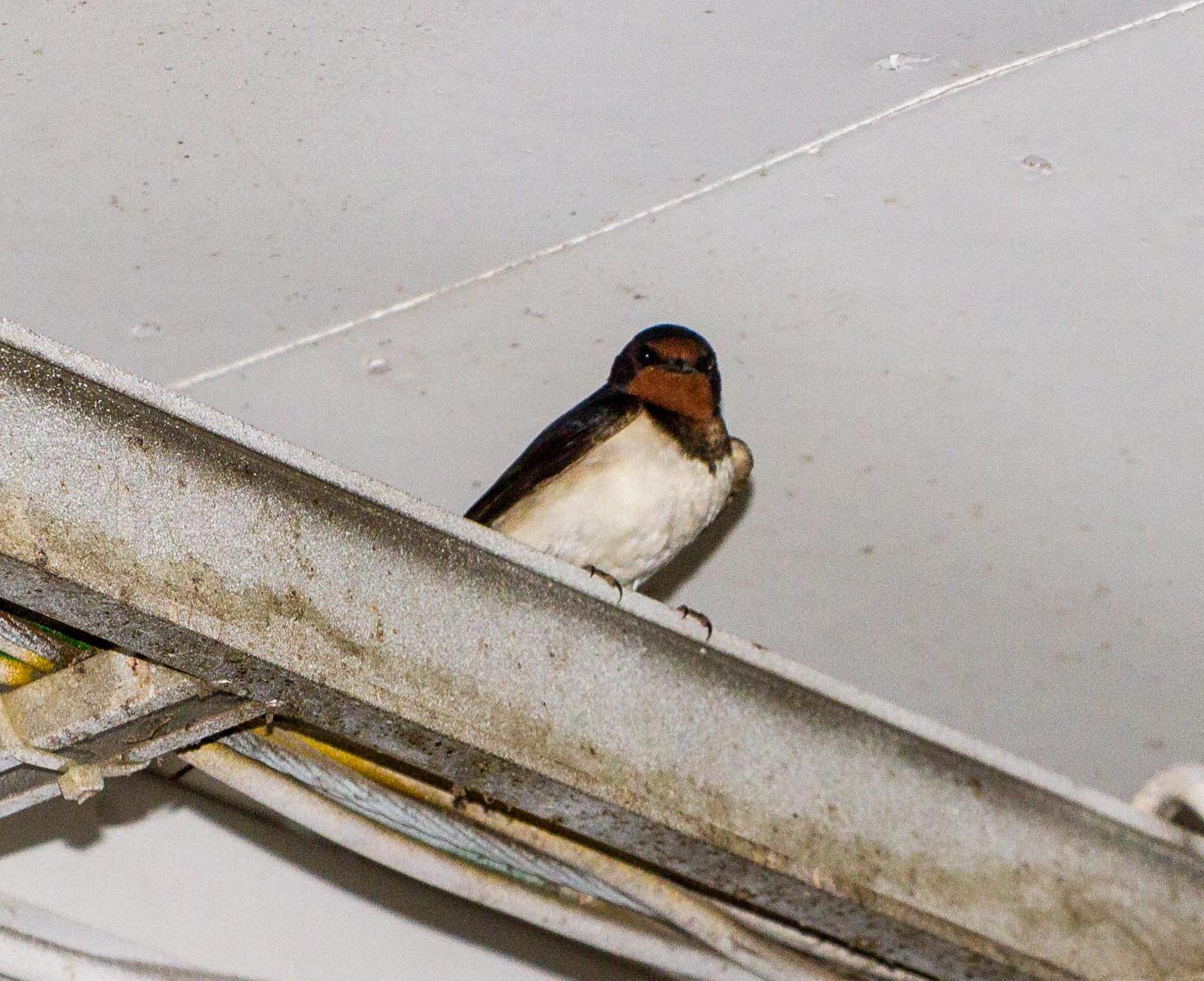 Barn Swallow Photo by Jeannette Piecznski