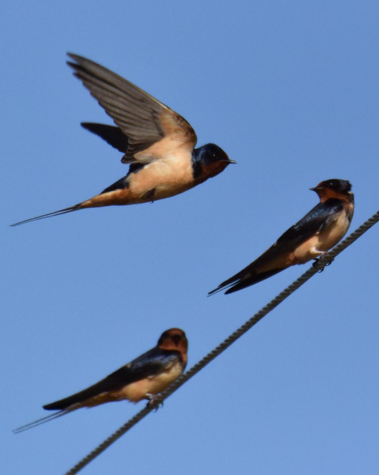 Barn Swallow Photo by Emily Percival
