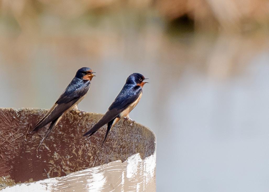 Barn Swallow Photo by Keshava Mysore