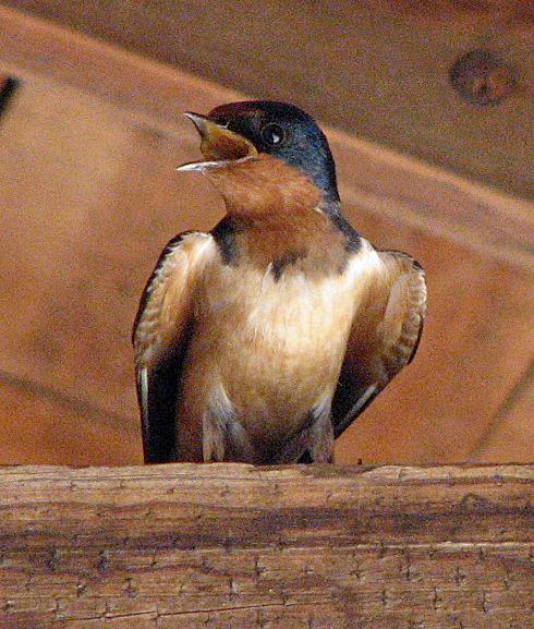Barn Swallow Photo by Tom Gannon