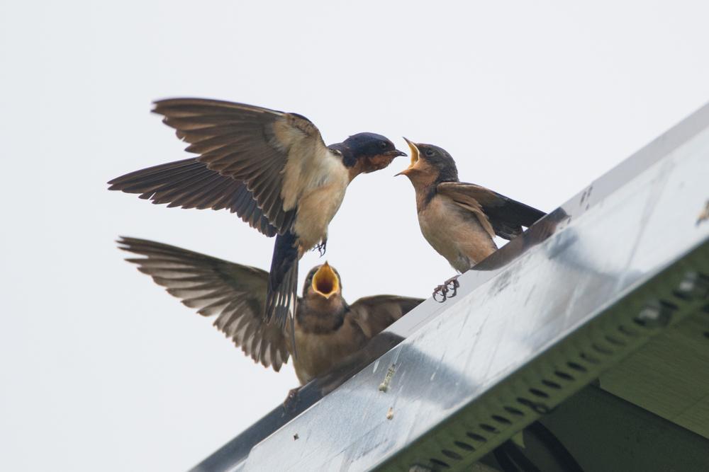 Barn Swallow Photo by Amanda Fulda