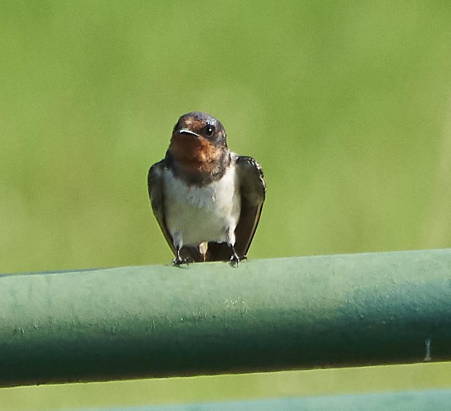 Barn Swallow Photo by Steven Cheong