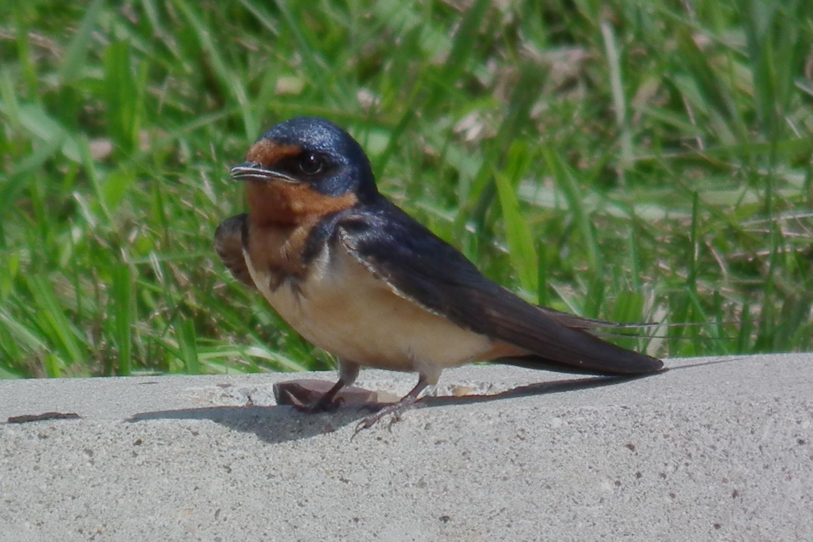 Barn Swallow Photo by Enid Bachman