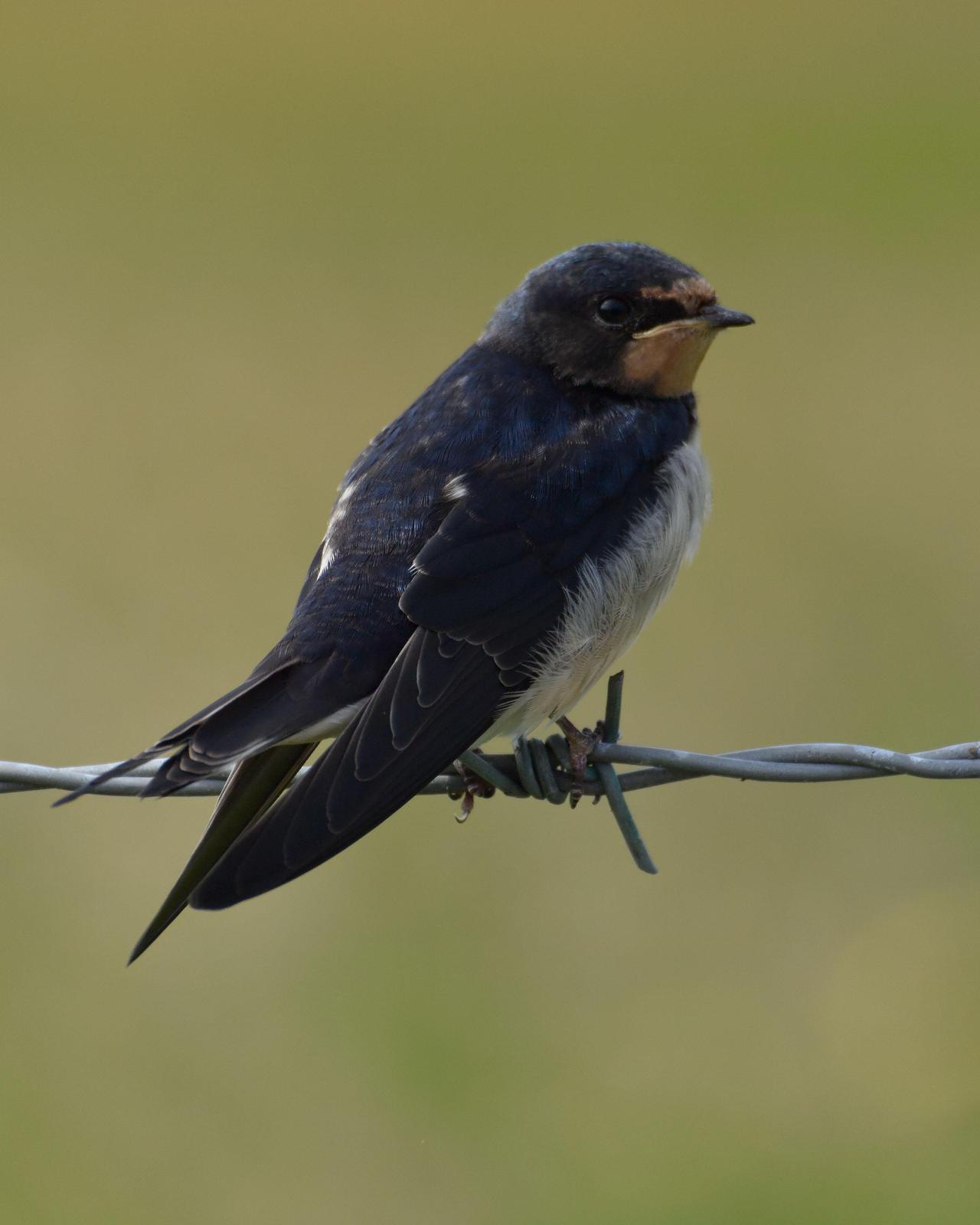 Barn Swallow Photo by Steve Percival