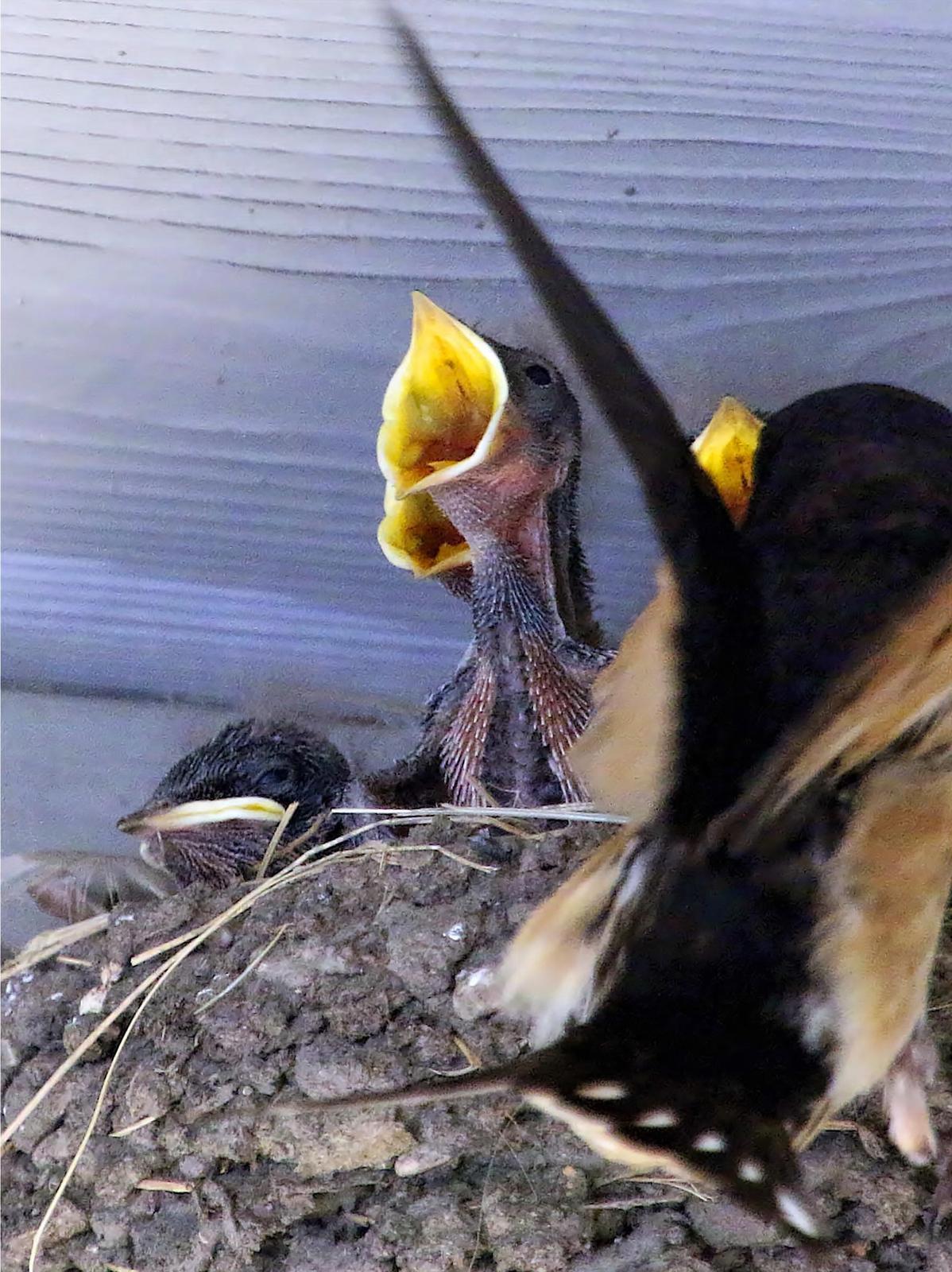 Barn Swallow Photo by Dan Tallman