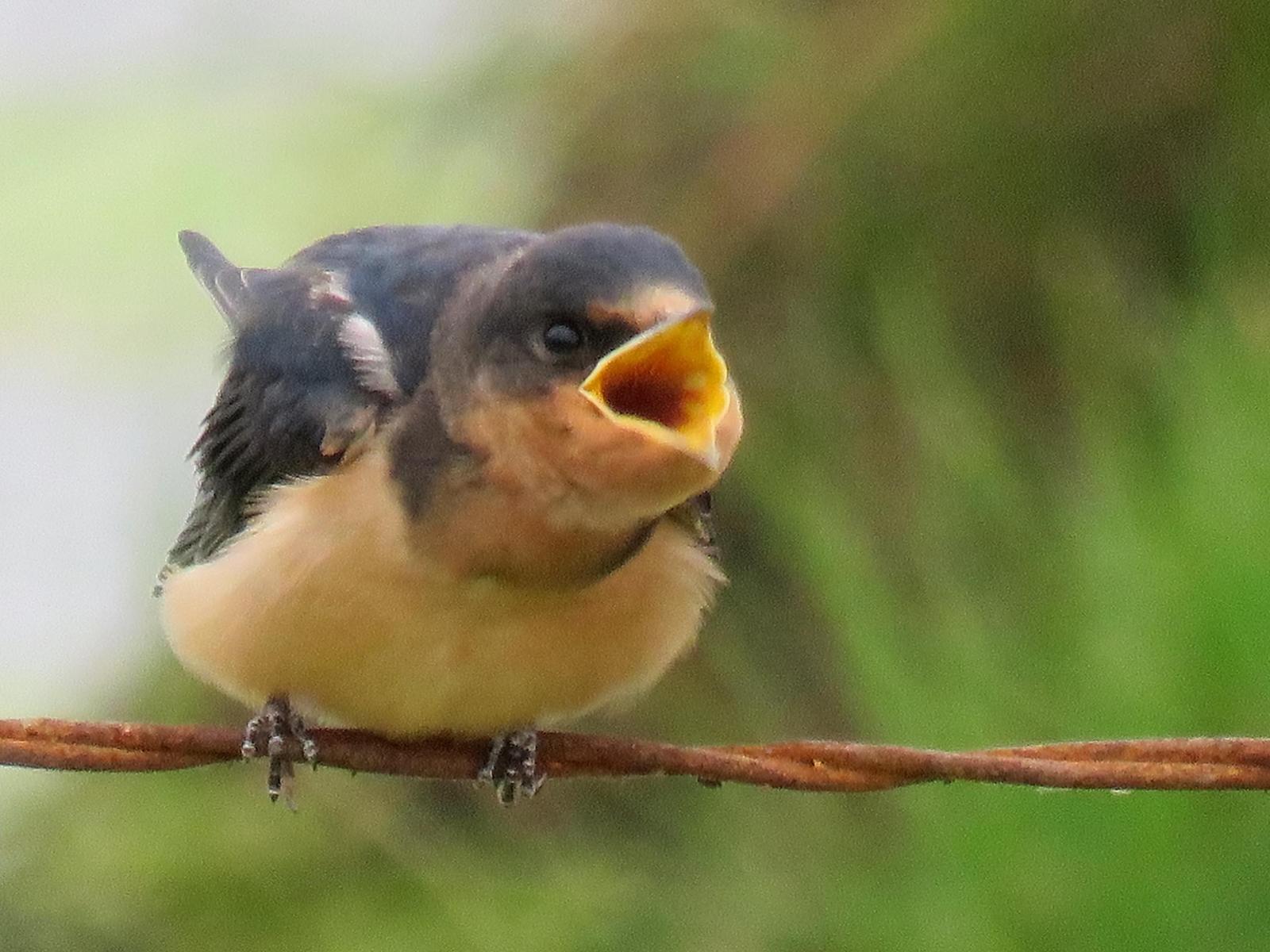 Barn Swallow Photo by Kent Jensen