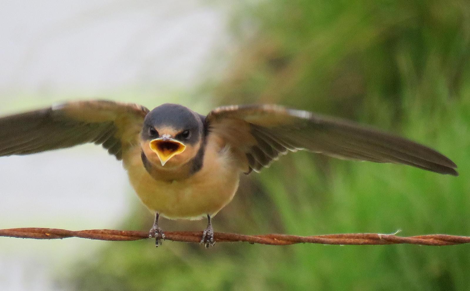 Barn Swallow Photo by Kent Jensen