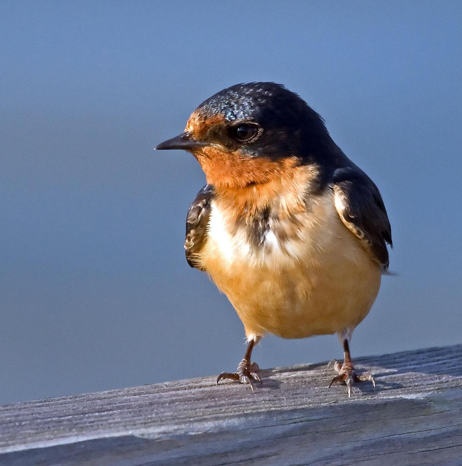 Barn Swallow Photo by Scott Berglund