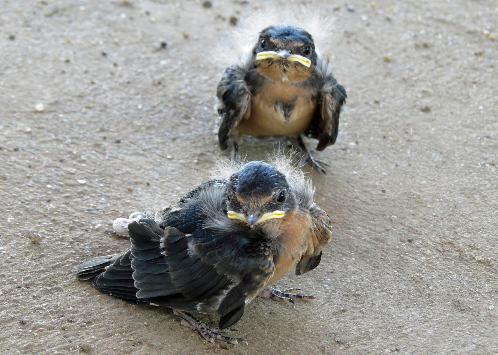 Barn Swallow Photo by Kelly Preheim