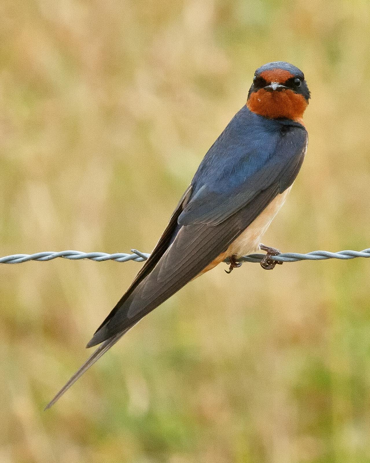 Barn Swallow (American) Photo by JC Knoll