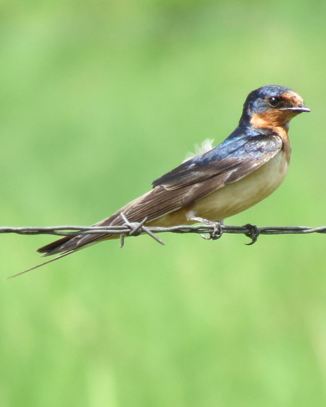 Barn Swallow (American) Photo by Oliver Komar