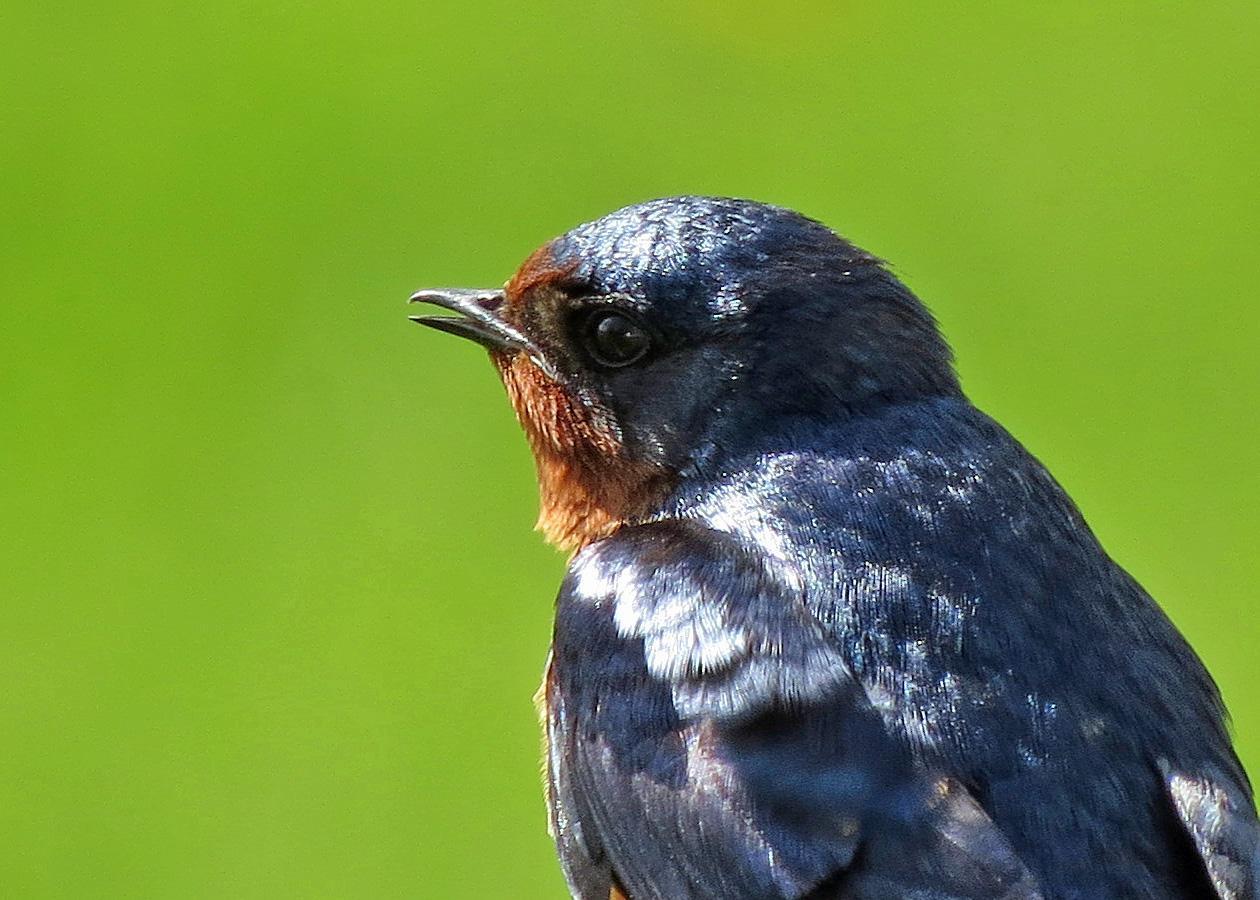 Barn Swallow (American) Photo by Kelly Preheim