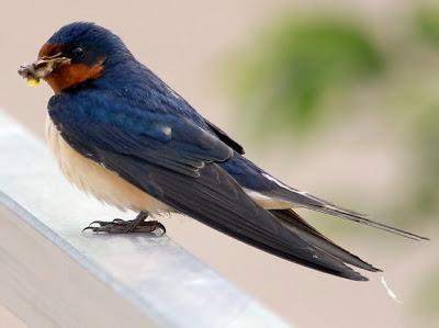 Barn Swallow (American) Photo by Dan Tallman