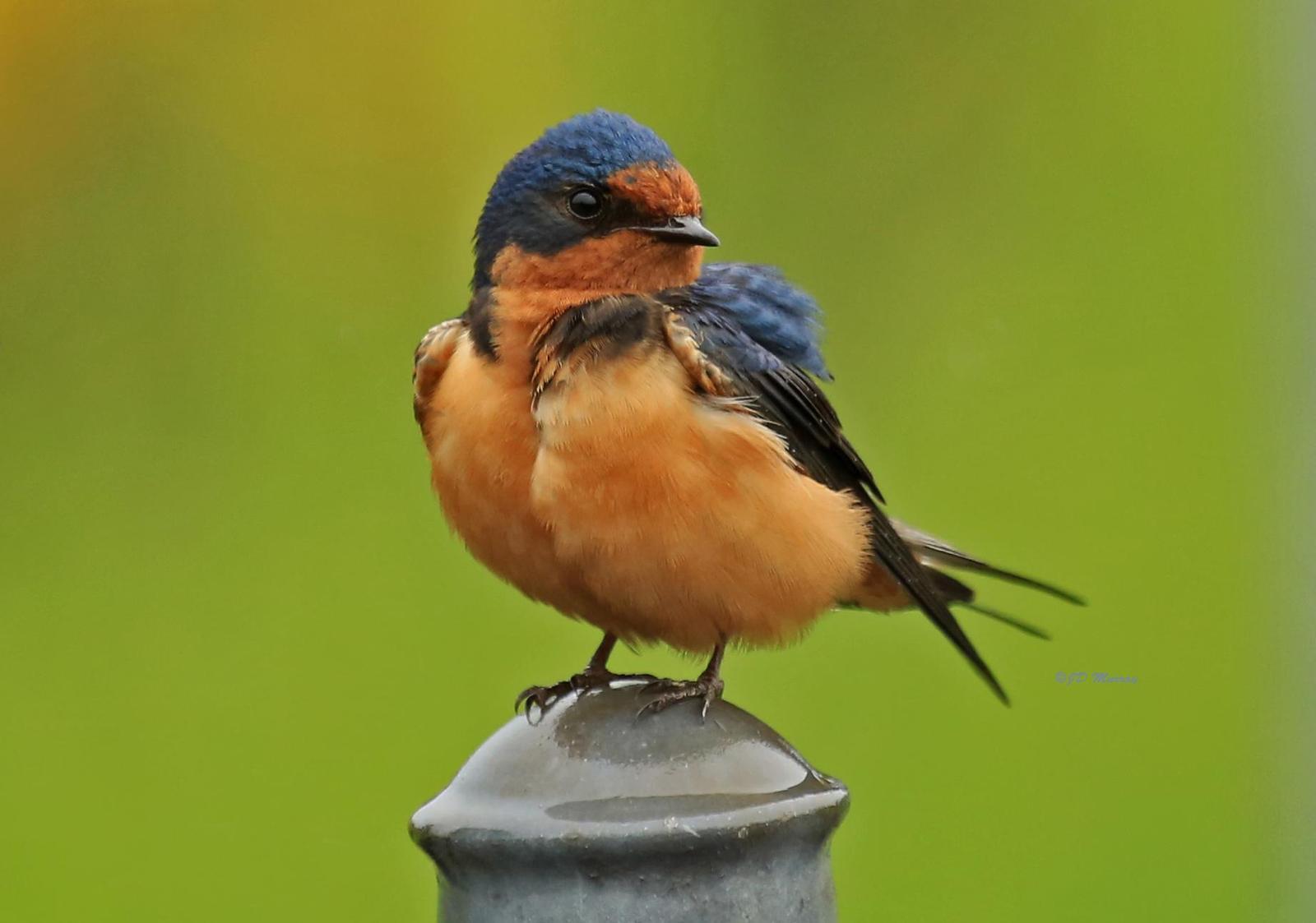 Barn Swallow (American) Photo by Jim  Murray