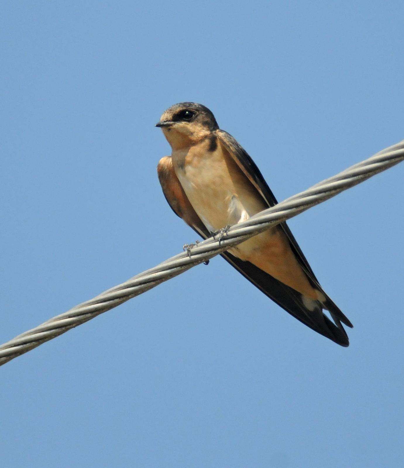 Barn Swallow (American) Photo by Steven Mlodinow