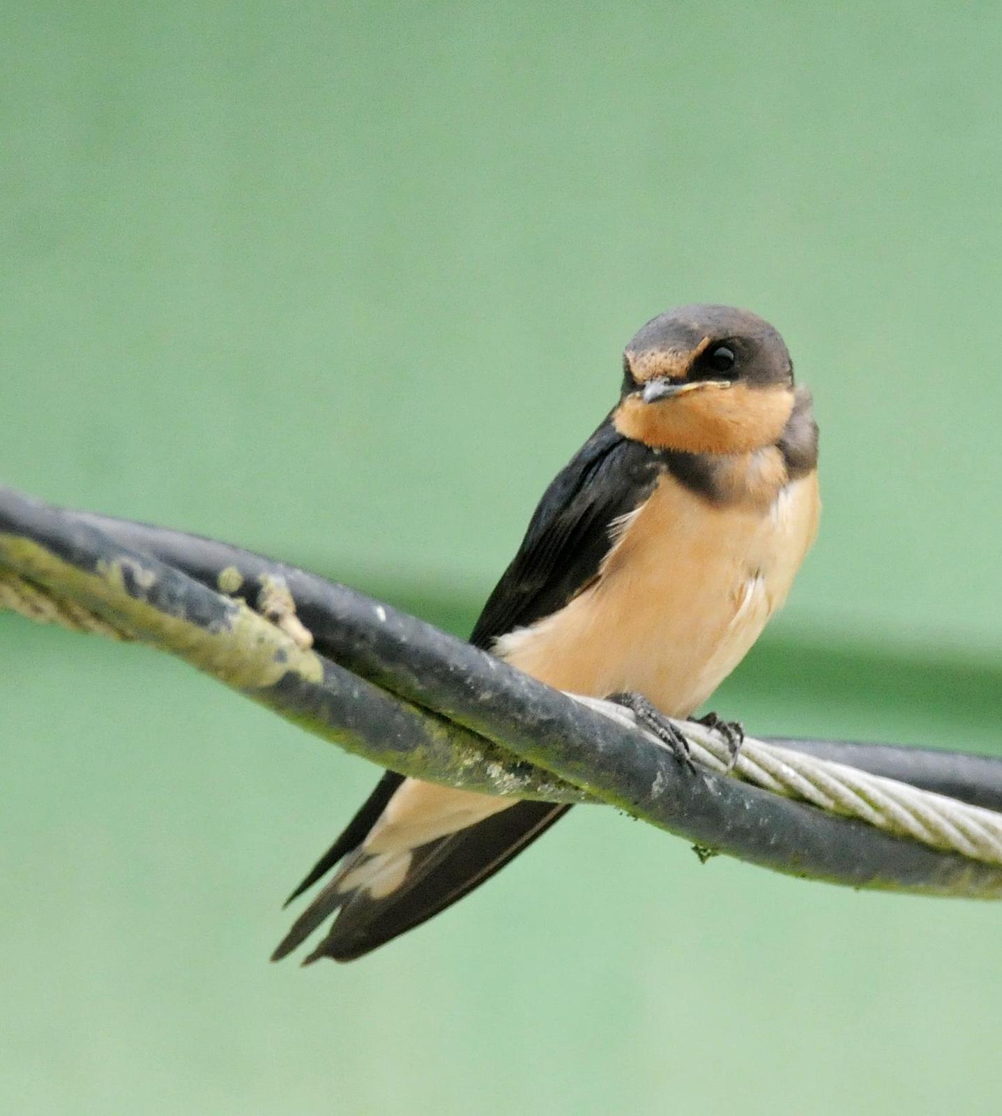 Barn Swallow (American) Photo by Steven Mlodinow