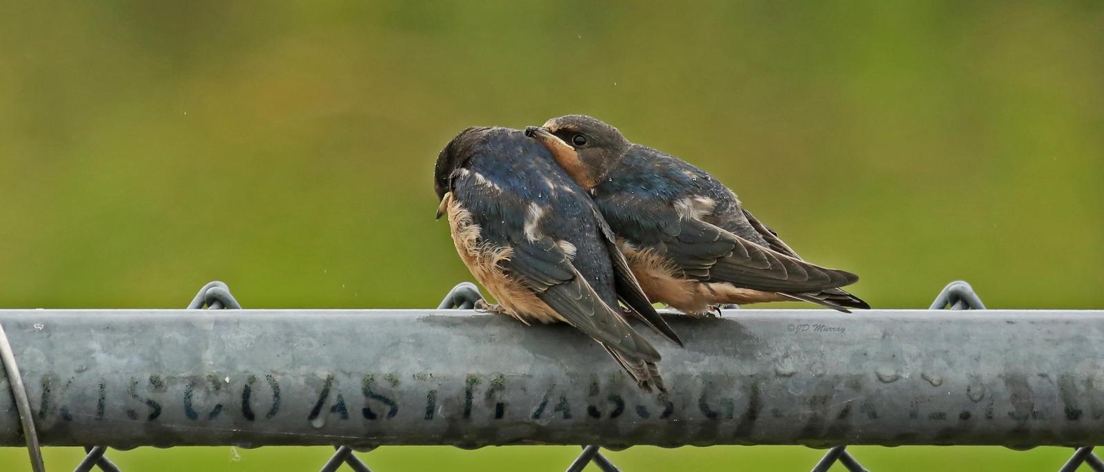 Barn Swallow (American) Photo by Jim  Murray