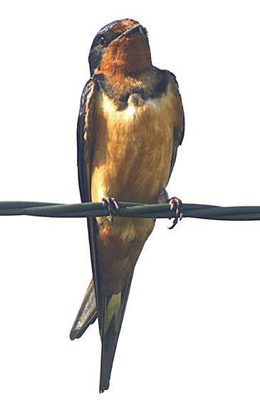 Barn Swallow (American) Photo by Dan Tallman