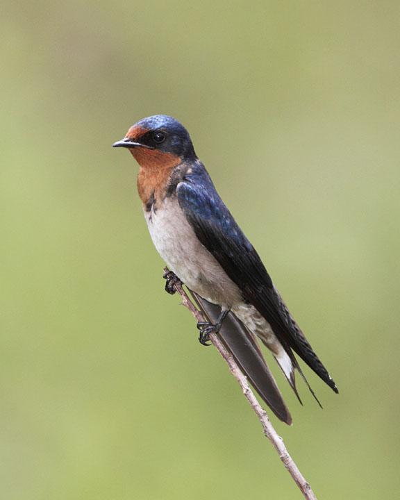 Angola Swallow Photo by Jack Jeffrey