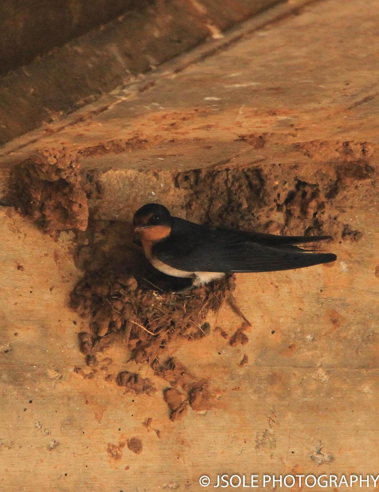 Angola Swallow Photo by Jeffery Sole