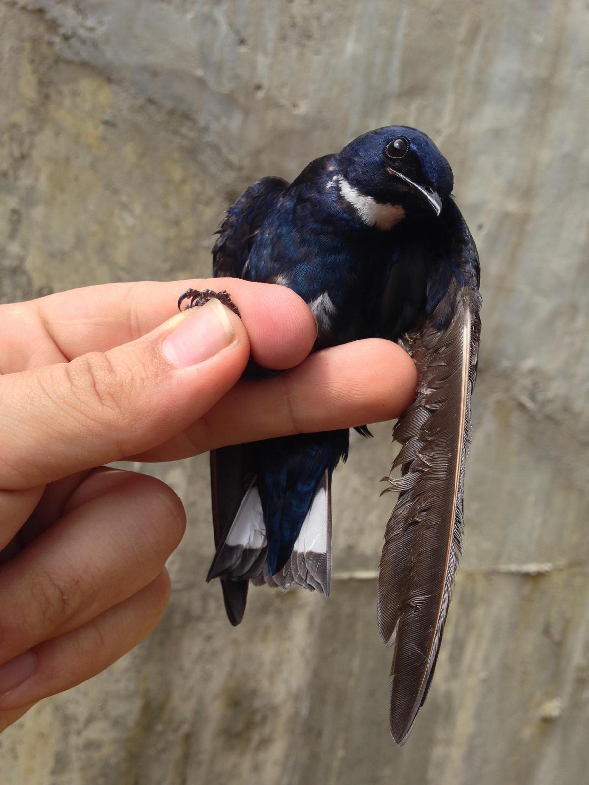 White-throated Blue Swallow Photo by Oscar Johnson