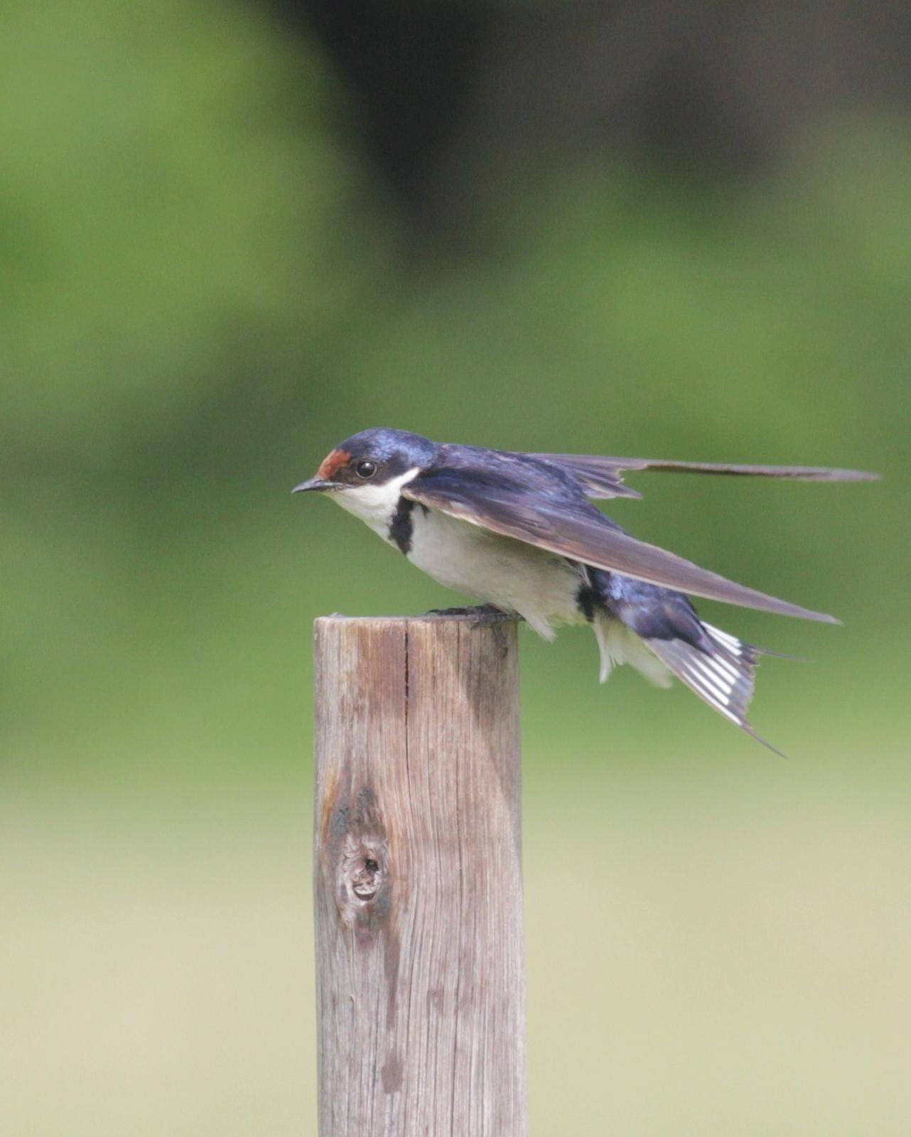 White-throated Swallow Photo by Alex Lamoreaux