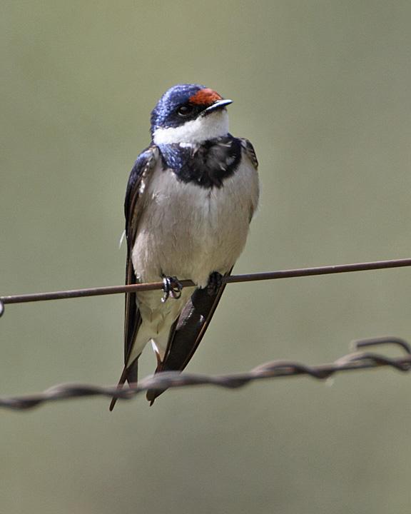 White-throated Swallow Photo by Jack Jeffrey