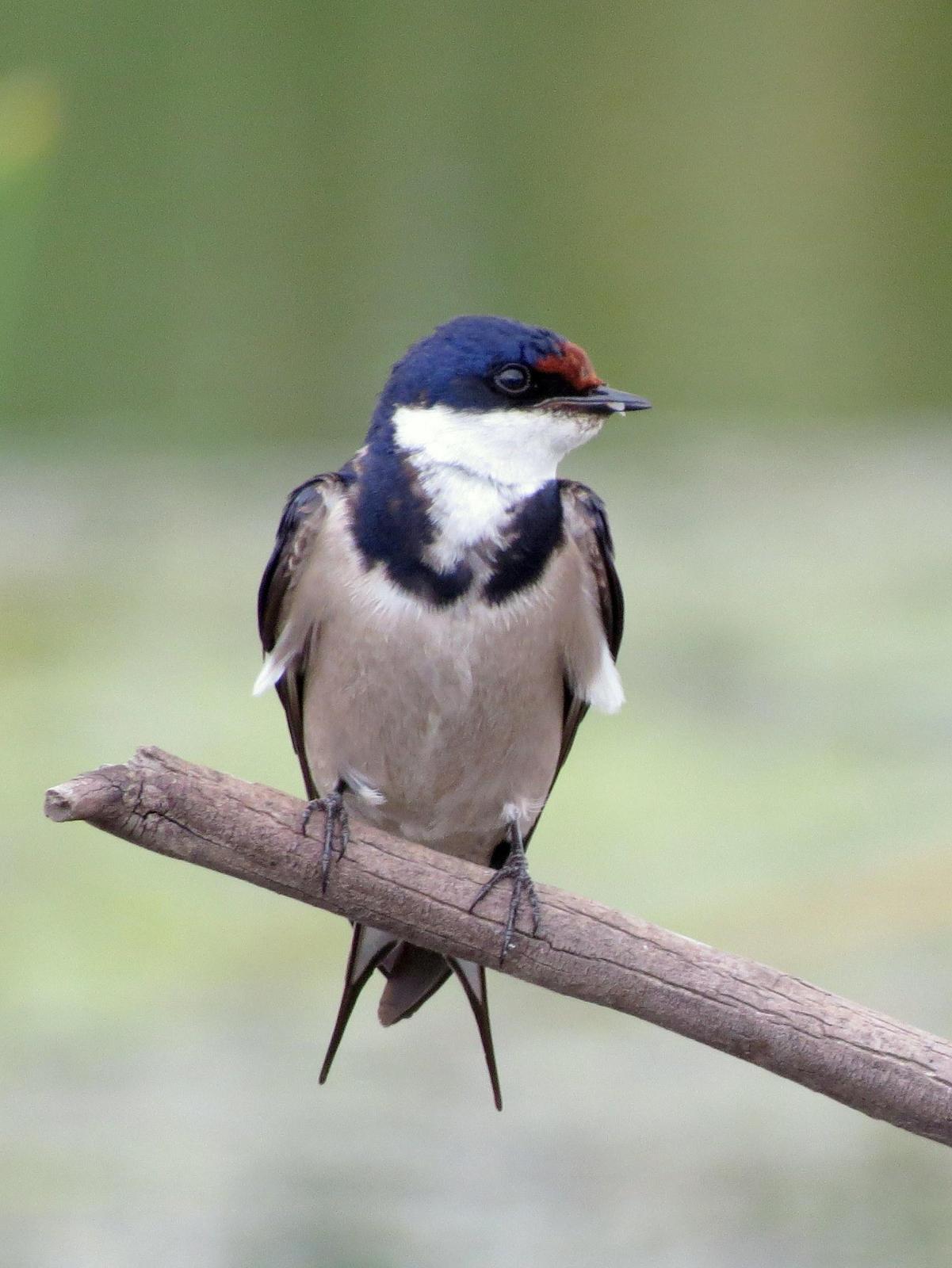 White-throated Swallow Photo by Richard  Lowe