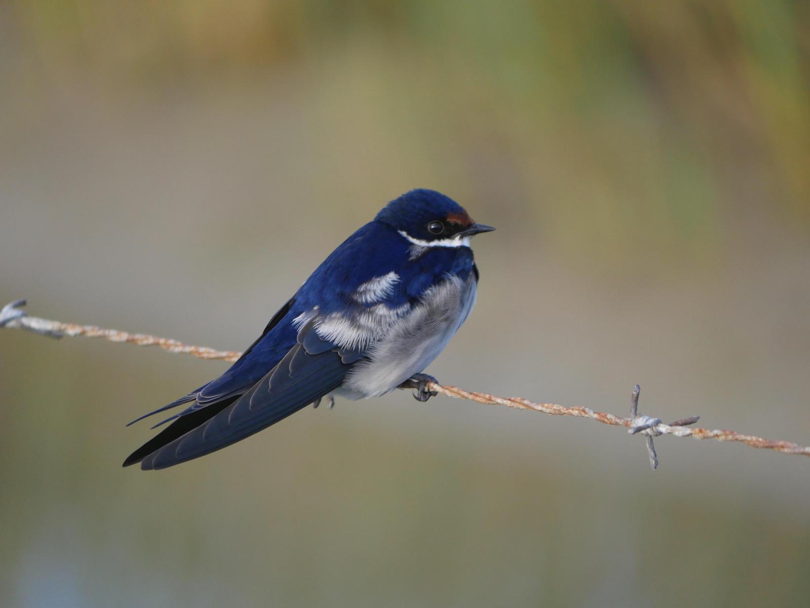 White-throated Swallow Photo by Peter Lowe