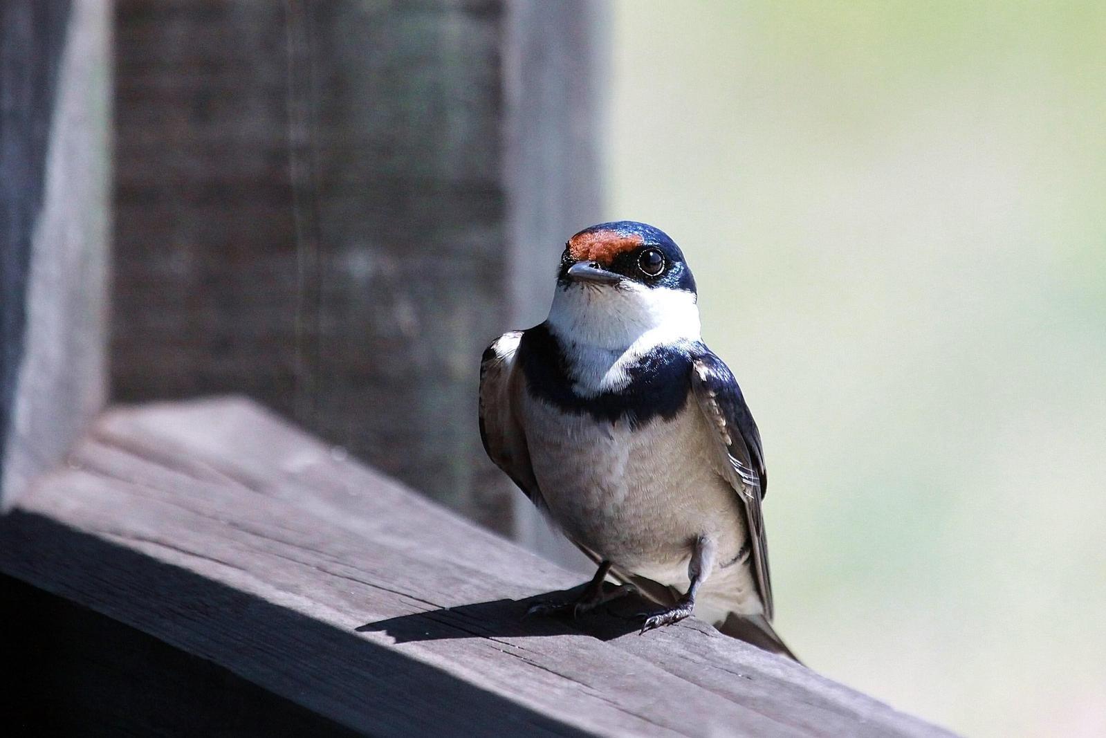 White-throated Swallow Photo by Matthew McCluskey