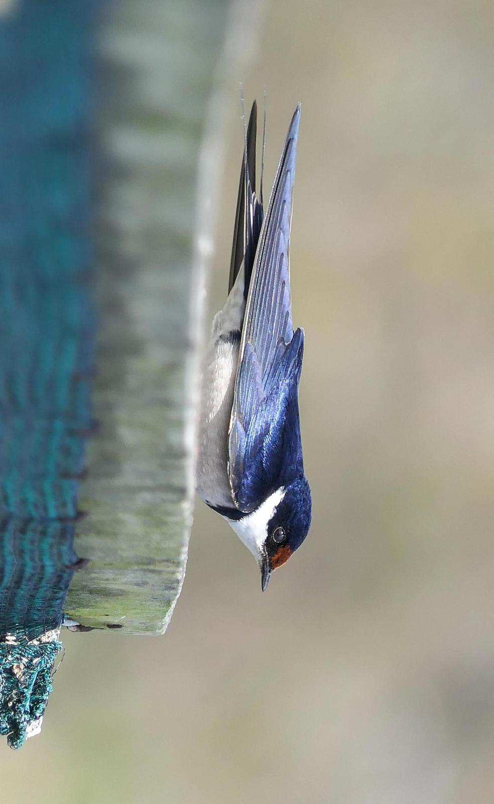 White-throated Swallow Photo by Randy Siebert