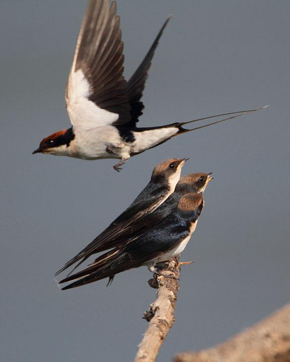 Wire-tailed Swallow Photo by Jack Jeffrey