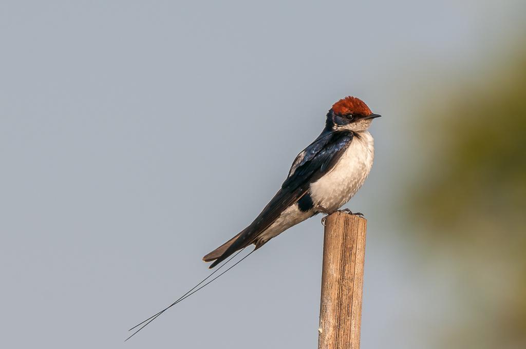 Wire-tailed Swallow Photo by Kishore Bhargava
