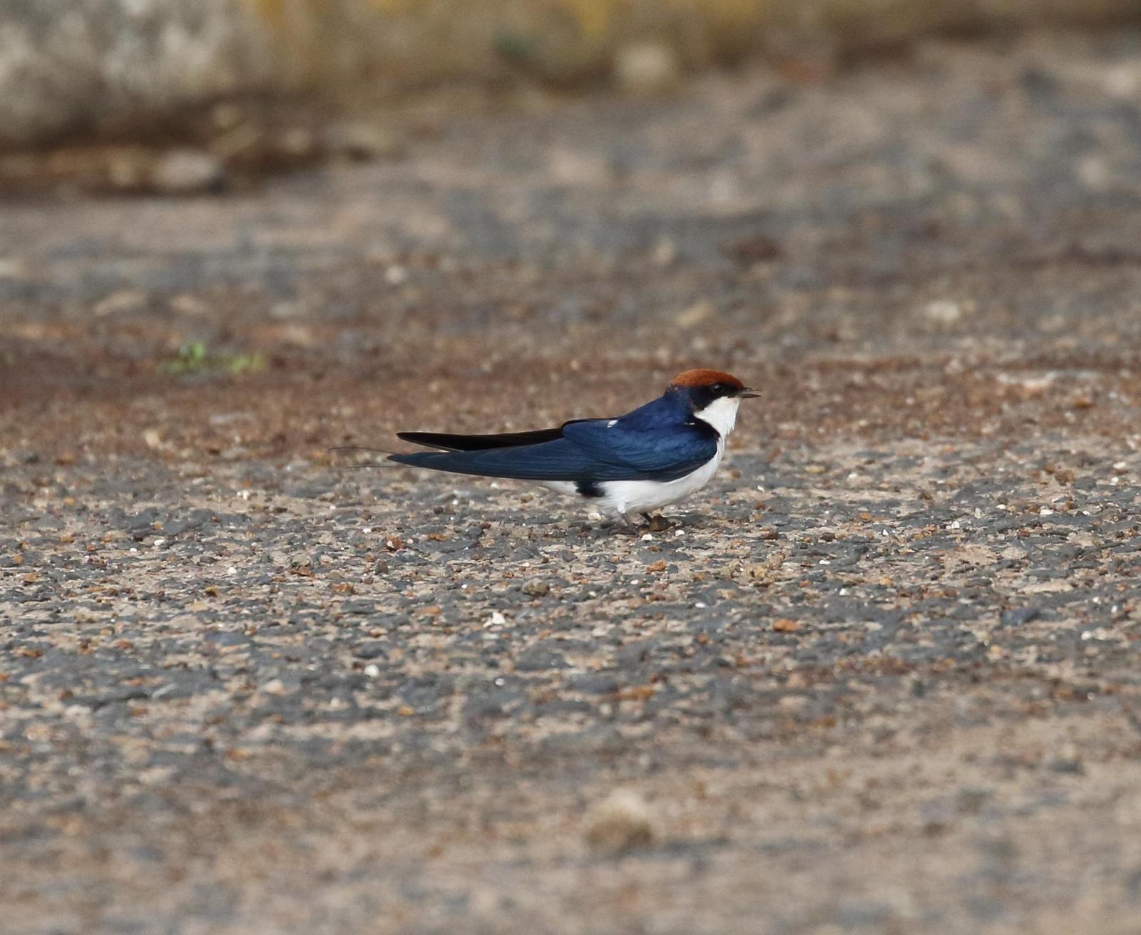Wire-tailed Swallow Photo by Nate Dias